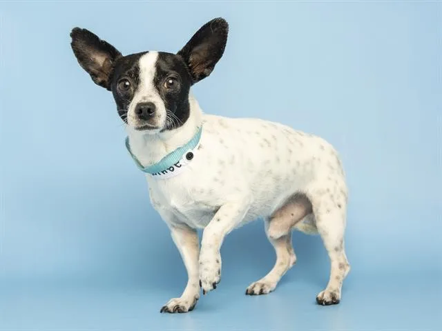 A young small-sized male Chihuahua dog named Peppino for adoption in Phoenix, AZ
