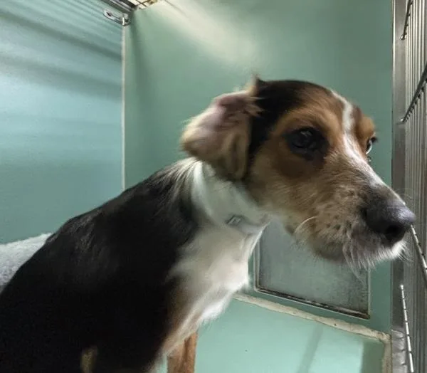 A young small-sized male Mixed Breed dog named Snew P. Dog for adoption in New York, NY