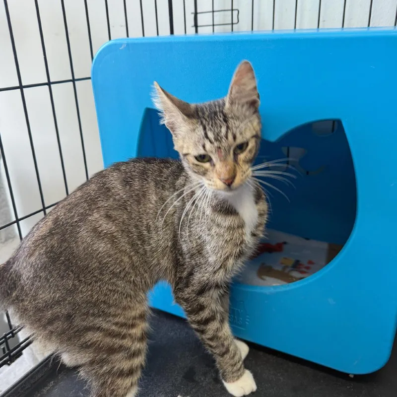 A young medium-sized male Brown / Chocolate Domestic Short Hair cat named Gideon for adoption in Houston, TX