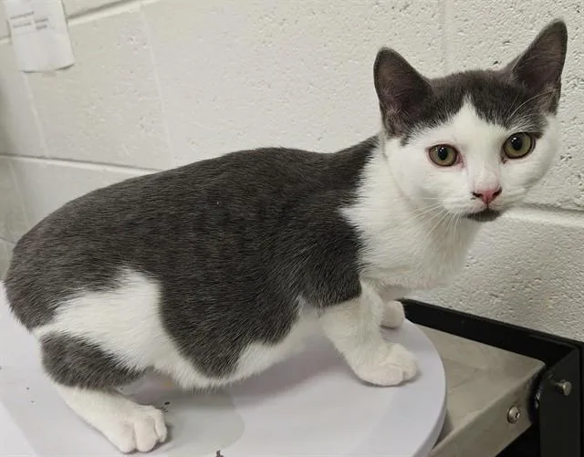 A baby small-sized female Domestic Short Hair cat named Moth for adoption in Ocala, FL