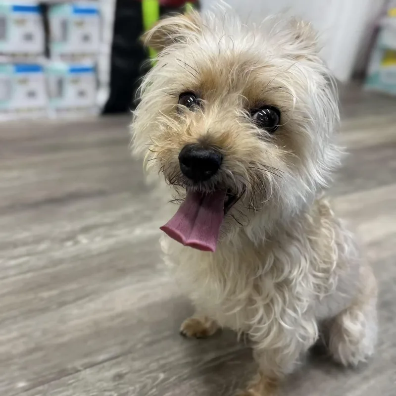 A senior small-sized female Apricot / Beige Yorkshire Terrier dog named Khloe for adoption in Newark, NJ