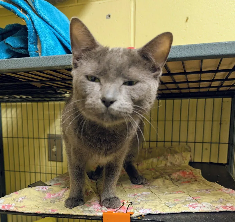 A young medium-sized female Gray / Blue / Silver Domestic Short Hair cat named Angel for adoption in Trenton, NJ