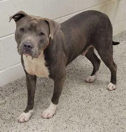 An adult large-sized male Gray / Blue / Silver Pit Bull Terrier dog named Scotch Phd for adoption in Kansas City, MO