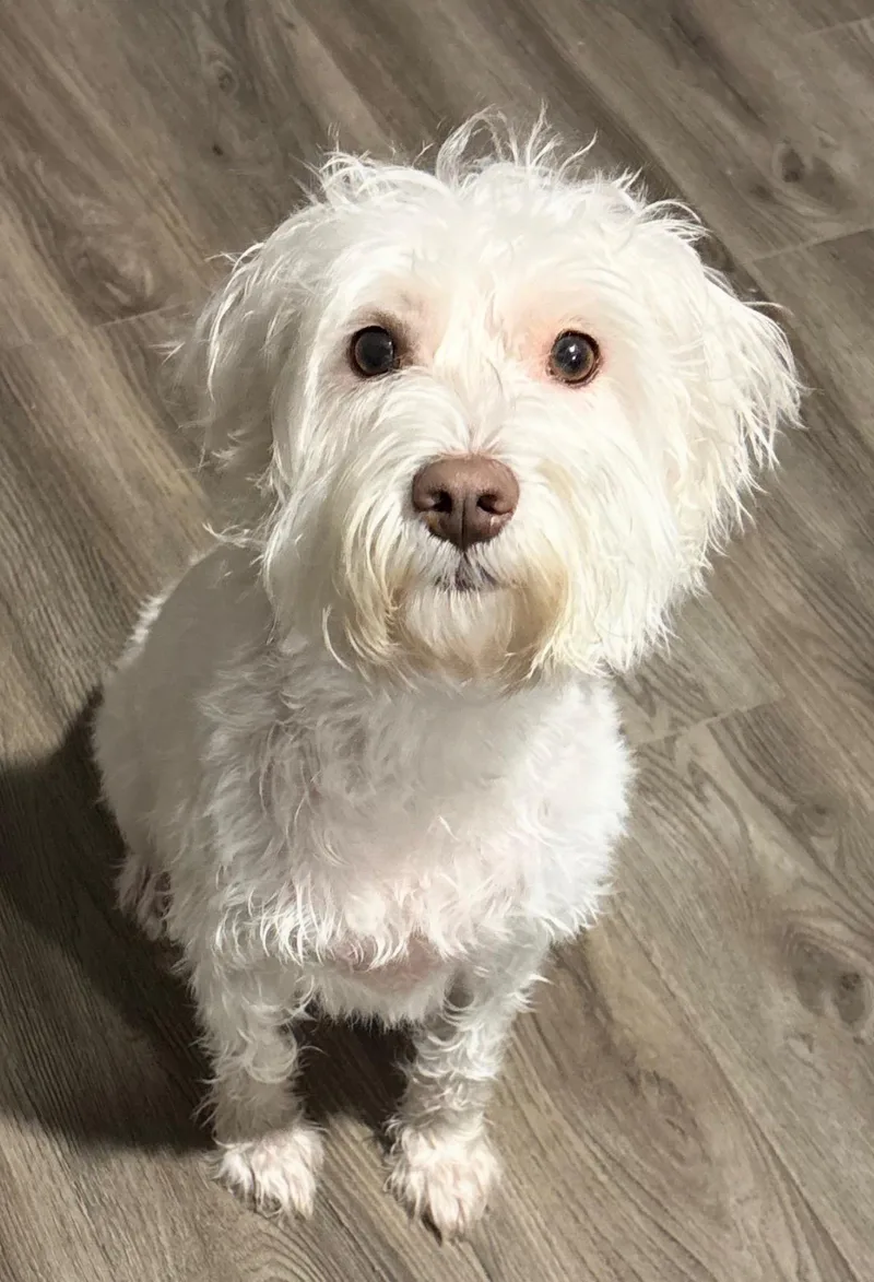 An adult small-sized female White / Cream Miniature Schnauzer dog named Georgia for adoption in Little Elm, TX