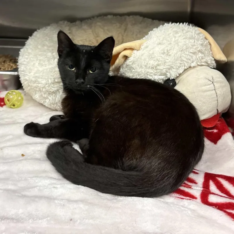 A young medium-sized female Black American Shorthair cat named Mya for adoption in Beaumont, TX