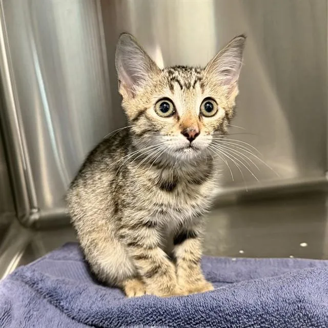A baby small-sized female Domestic Short Hair cat named Cece for adoption in Long Beach, CA