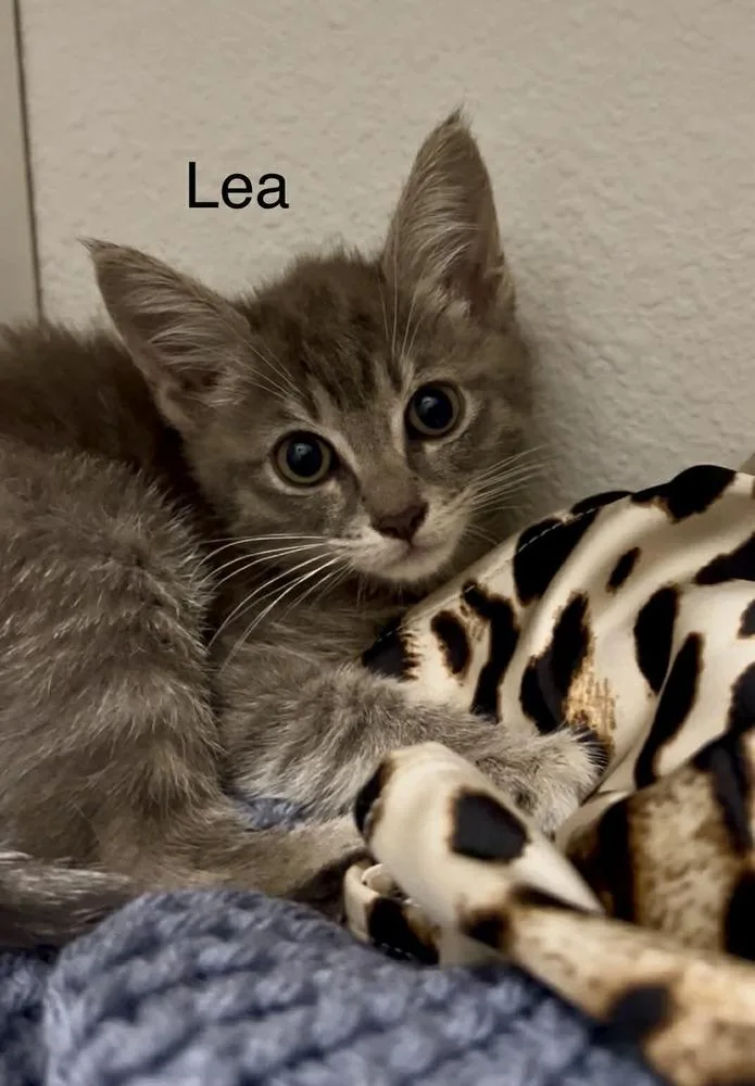 Lea