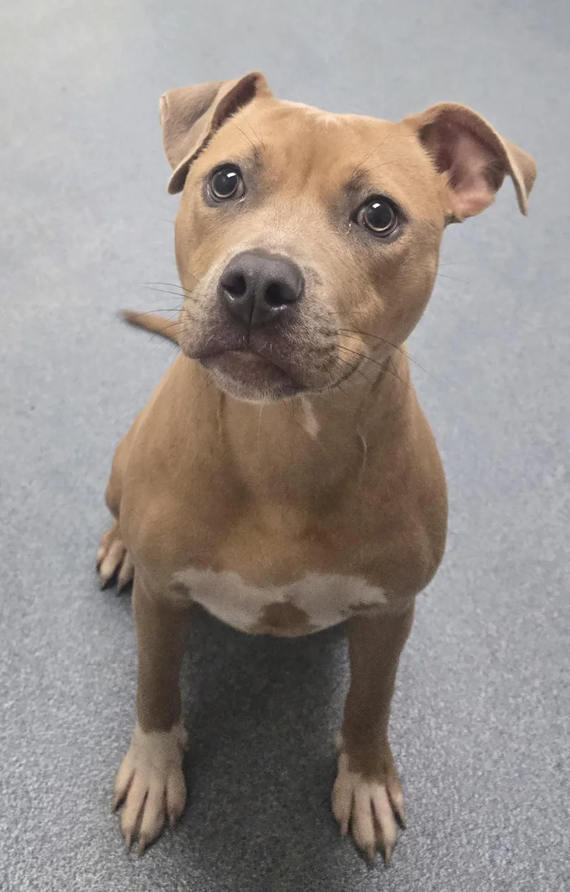 A young medium-sized female Pit Bull Terrier dog named Nyla for adoption in Suffolk, VA