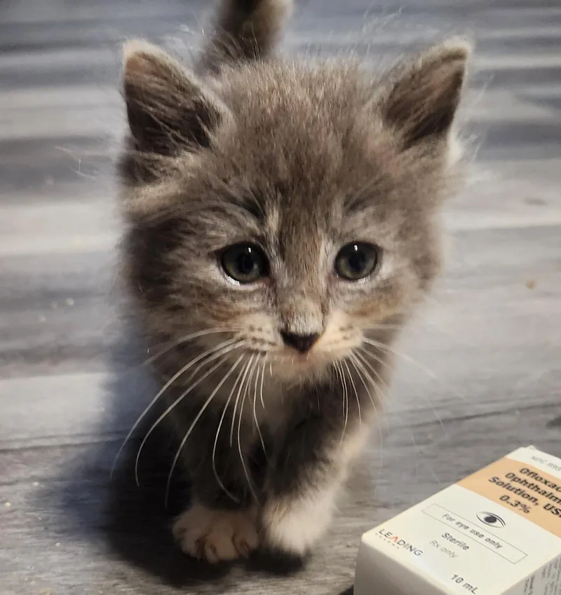 A baby medium-sized female Domestic Long Hair cat named Gravy for adoption in Forest, VA