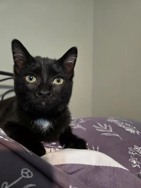 A young small-sized female Domestic Short Hair cat named Thomasina for adoption in Saint Peters, MO