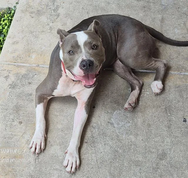 An adult medium-sized female American Staffordshire Terrier dog named Stella for adoption in San Antonio, TX