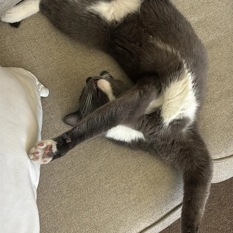 A young medium-sized male Domestic Short Hair cat named Chicken Pot Pie for adoption in Davis, CA