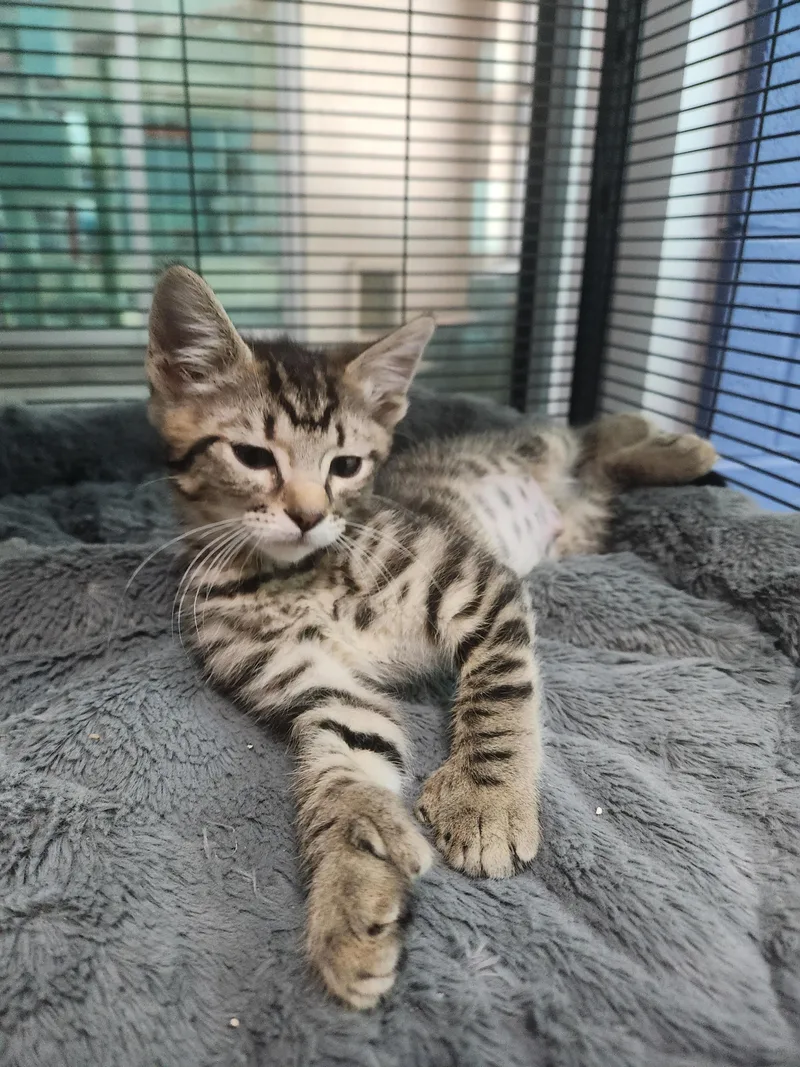 A baby small-sized female Tabby (Brown / Chocolate) Domestic Short Hair cat named Pink Ranger for adoption in Charleston, SC