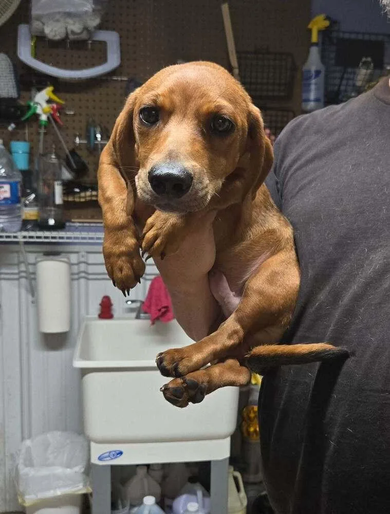A young medium-sized male Brown / Chocolate Dachshund dog named Basil for adoption in Waverly, OH