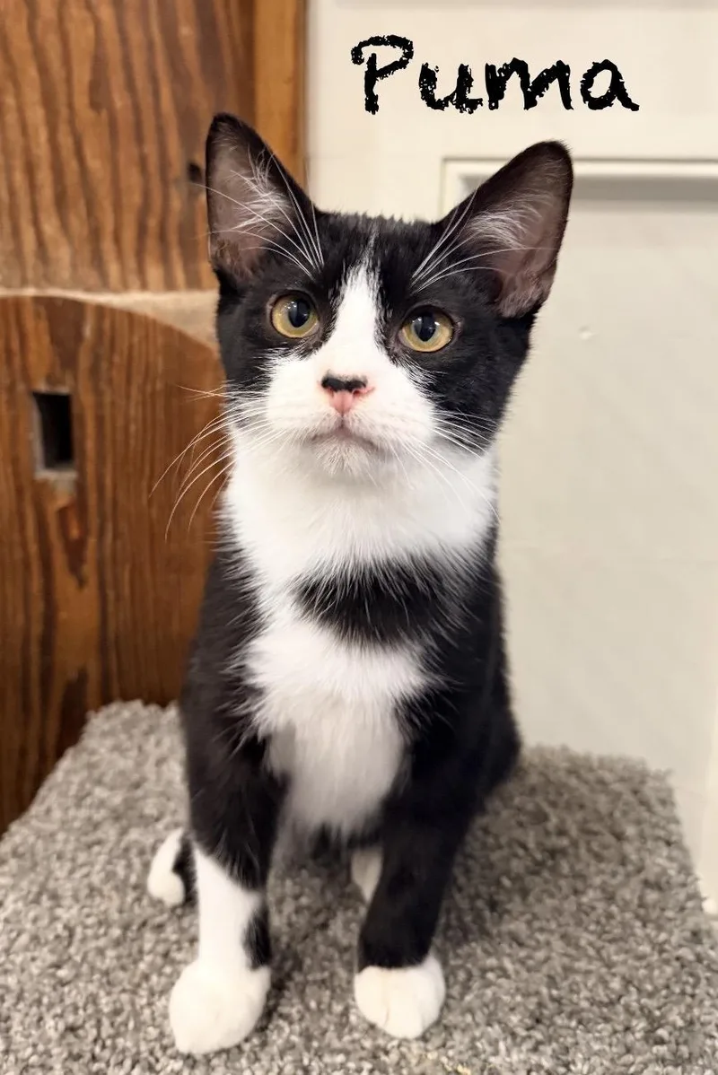 A baby medium-sized male Black & White / Tuxedo Domestic Short Hair cat named Puma for adoption in Pawleys Island, SC