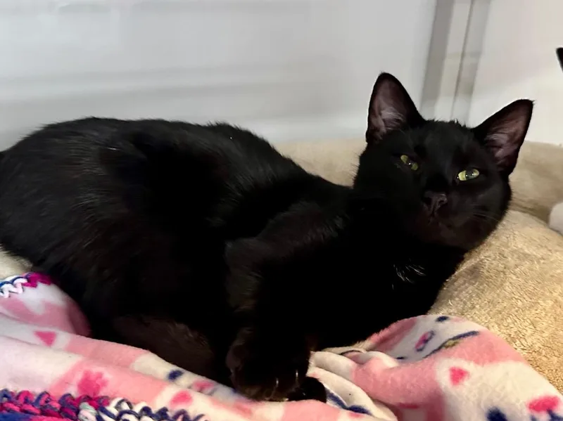 A young medium-sized female Domestic Short Hair cat named Miss Velvet for adoption in Raleigh, NC