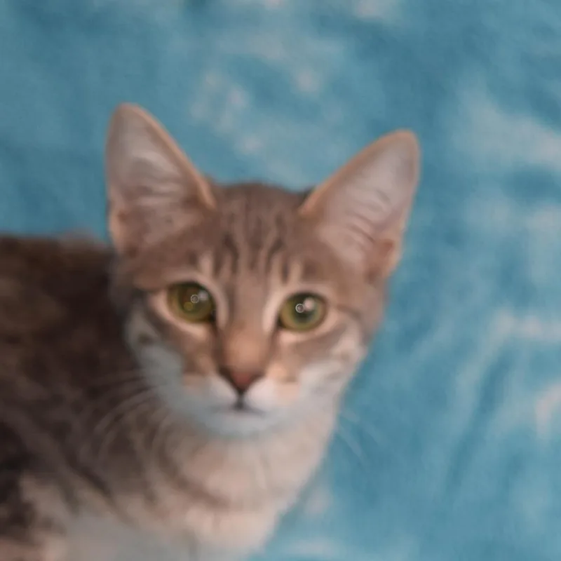 A baby small-sized female Gray / Blue / Silver Domestic Short Hair cat named Juniper for adoption in Eureka, CA
