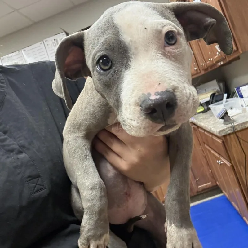 A baby small-sized female Terrier dog named Winona U for adoption in Tupelo, MS