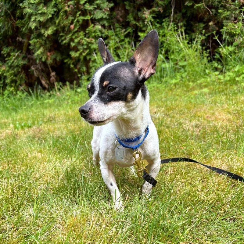 An adult small-sized male Black Chihuahua dog named Maurice for adoption in Woodinville, WA