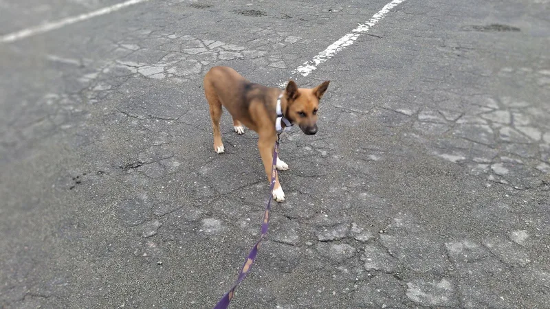 A young medium-sized female German Shepherd Dog dog named Garbo for adoption in Sebec, ME