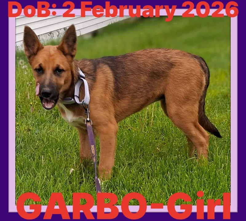 Garbo thumbnail 3