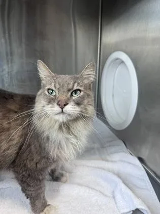 An adult medium-sized male Domestic Short Hair cat named Keanu for adoption in West Chester, PA