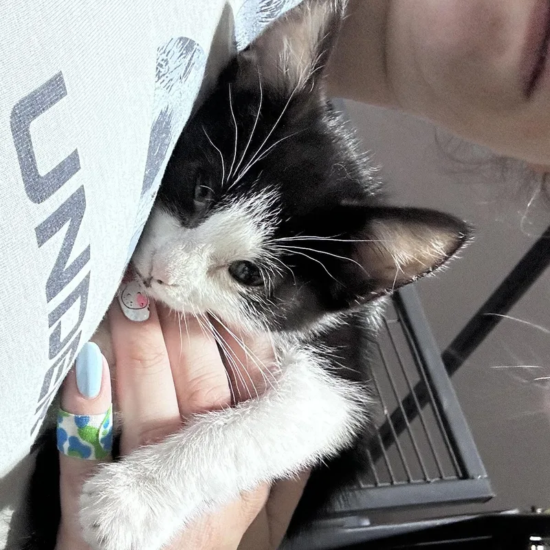 Pongo thumbnail 3