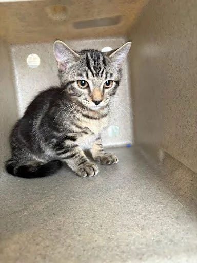 A baby small-sized male Domestic Short Hair cat named Einstein for adoption in Washington, DC