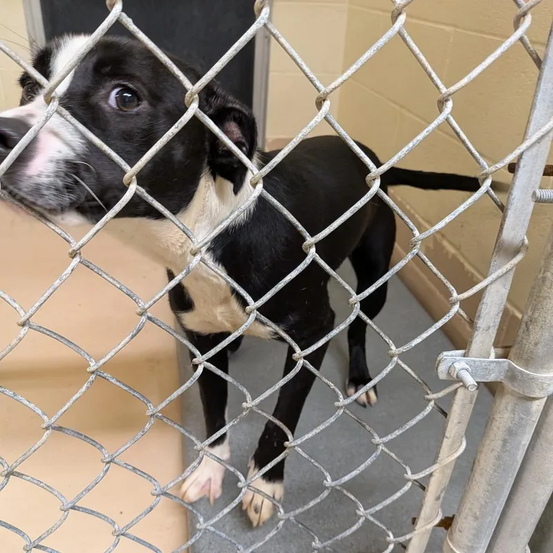 An adult medium-sized male Black Mixed Breed dog named Tadpole for adoption in Rocky Mount, VA