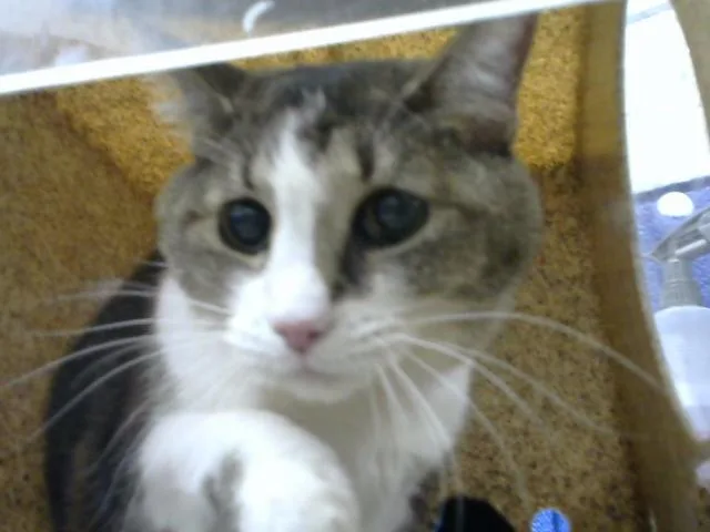 An adult medium-sized female Domestic Medium Hair cat named Angela for adoption in Albuquerque, NM