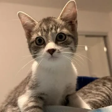 A baby small-sized female Gray / Blue / Silver Domestic Short Hair cat named Rachel Green for adoption in Los Angeles, CA