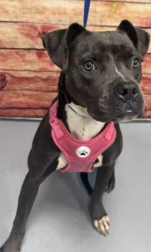 An adult medium-sized female Black Pit Bull Terrier dog named AC "Princess" for adoption in Conyers, GA