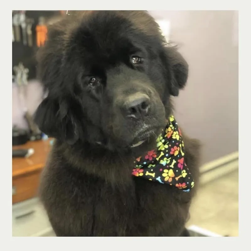 An adult extra large-sized female Black Newfoundland Dog dog named Ebony D for adoption in Minneapolis, MN