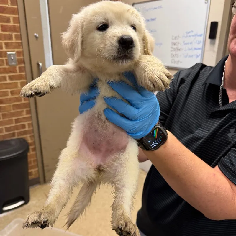 A baby small-sized female Retriever dog named Nova for adoption in Birmingham, AL