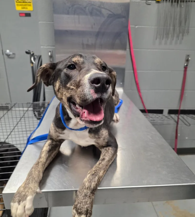 A young large-sized male Hound dog named Harvey for adoption in Missouri City, TX