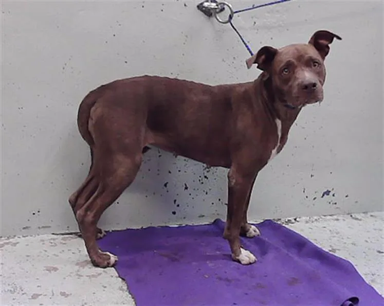 A young medium-sized female Staffordshire Bull Terrier dog named Maple for adoption in Houston, TX
