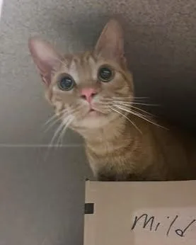 An adult medium-sized male Domestic Short Hair cat named Harris for adoption in Washington, DC
