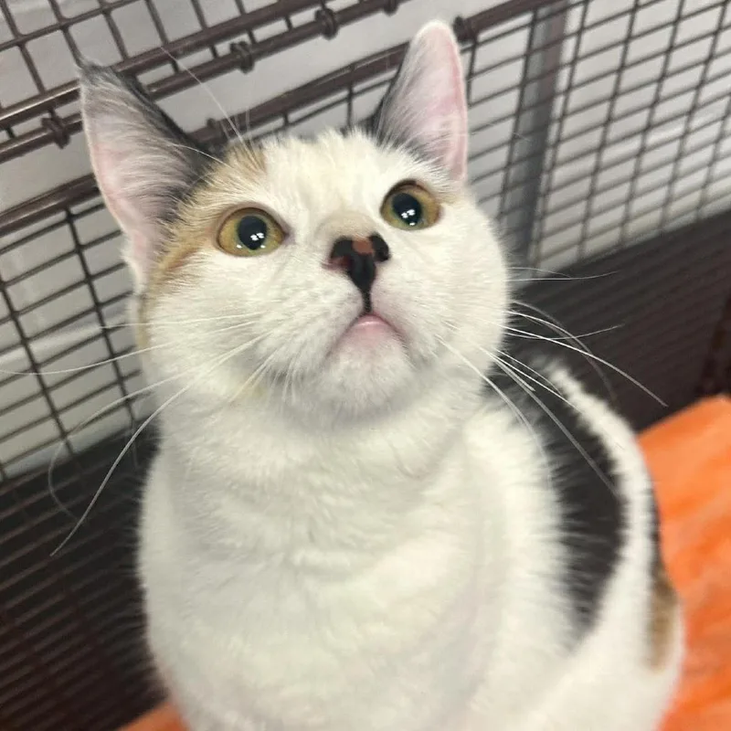 An adult medium-sized female Calico Domestic Short Hair cat named Notorious Rbg C for adoption in Princeton, MN