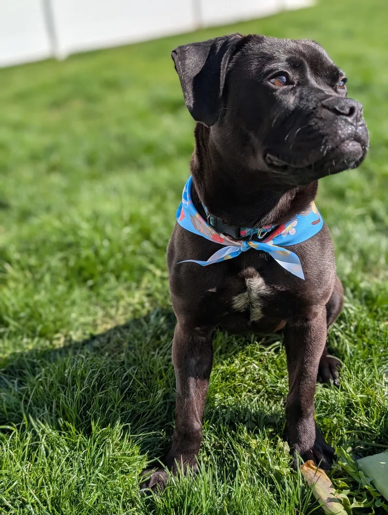 A young medium-sized female Pit Bull Terrier dog named Jellybean for adoption in Livonia, MI