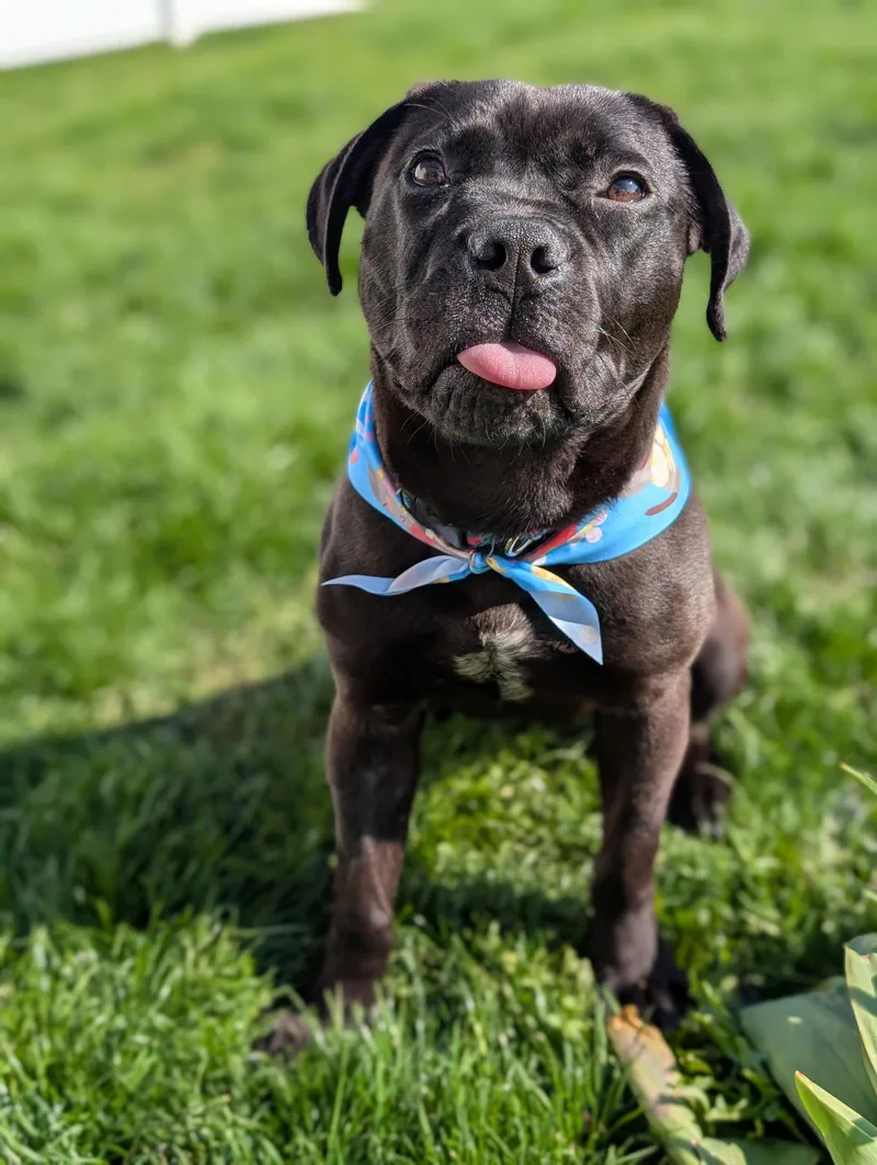 Jellybean thumbnail 3