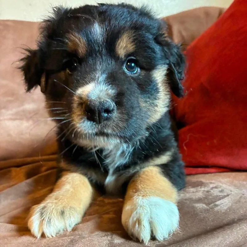 A baby medium-sized female Labrador Retriever dog named Delta for adoption in Bloomfield, CT