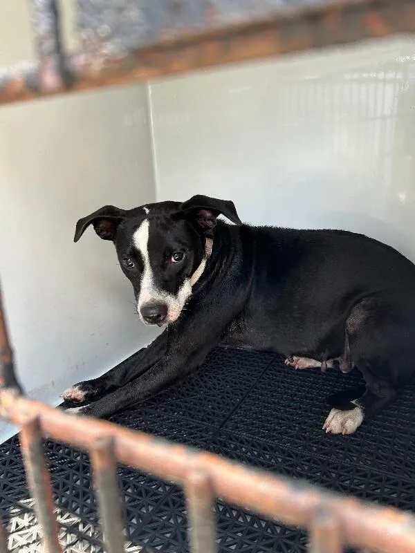 An adult medium-sized female Black Mixed Breed dog named Callie for adoption in Mobile, AL