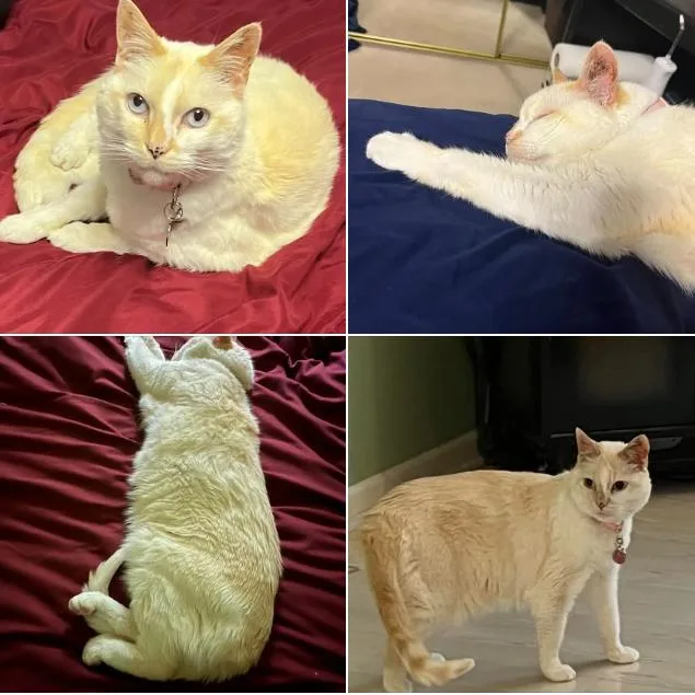 A senior small-sized female Flame Point Siamese cat named Cassie  Home to for adoption in South Elgin, IL