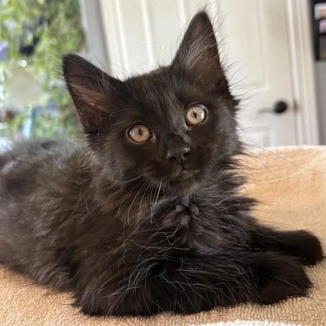 A baby small-sized female Domestic Medium Hair cat named Fava Bean for adoption in Auburn, CA