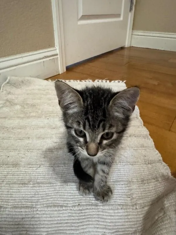 Miso