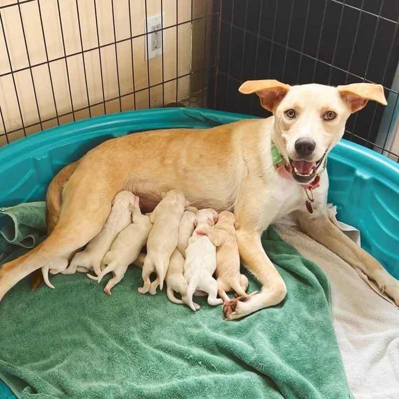Mama Mochi
