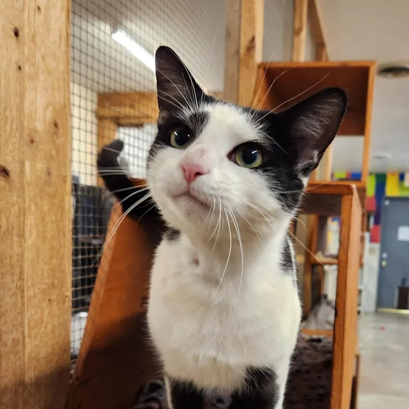 A young medium-sized male Domestic Short Hair cat named Goose for adoption in Delaware, OH