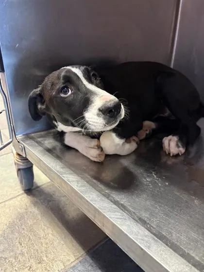 A baby medium-sized female Black Labrador Retriever dog named 61391658 for adoption in El Paso, TX