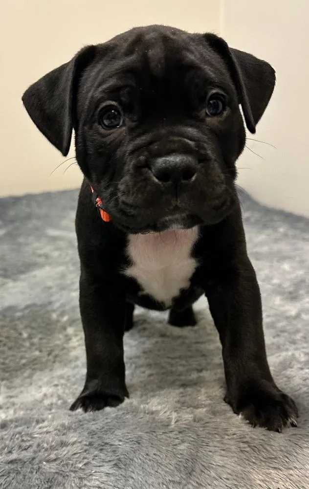 A baby medium-sized male Tricolor (Brown, Black, & White) Mixed Breed dog named Jonathan for adoption in Clinton Township, MI