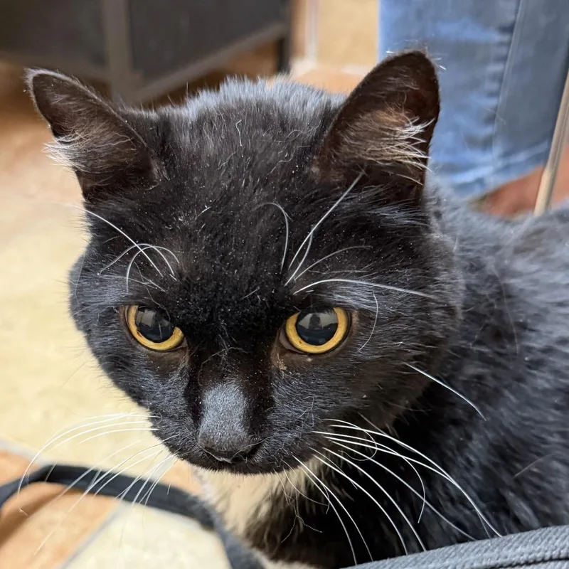 A senior large-sized female Black Domestic Medium Hair cat named Baby for adoption in Midland, TX